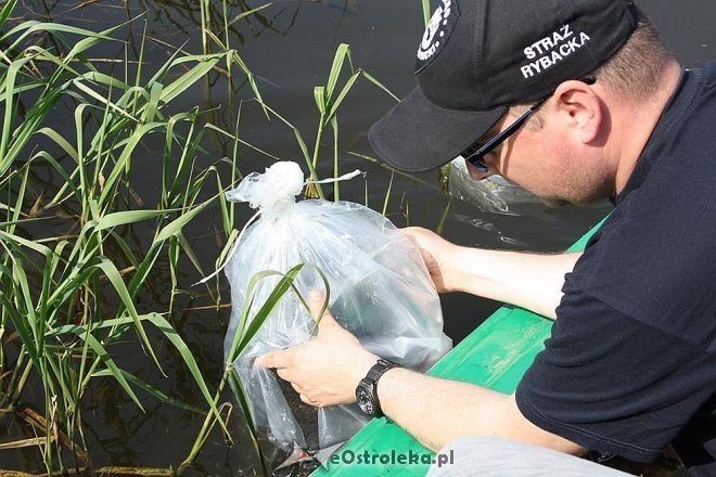 Wiosenne zarybianie szczupakiem: Do wód w regionie trafiło 115 tysięcy narybku [06.05.2015] - zdjęcie #1 - eOstroleka.pl