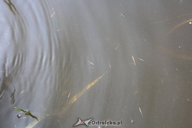 Wiosenne zarybianie szczupakiem: Do wód w regionie trafiło 115 tysięcy narybku [06.05.2015] - zdjęcie #3 - eOstroleka.pl