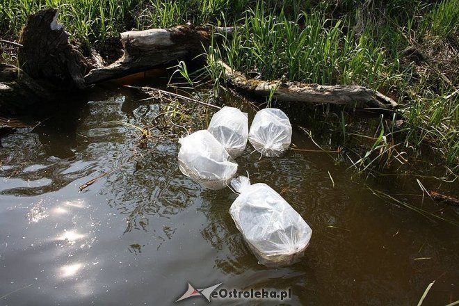 Wiosenne zarybianie szczupakiem: Do wód w regionie trafiło 115 tysięcy narybku [06.05.2015] - zdjęcie #5 - eOstroleka.pl