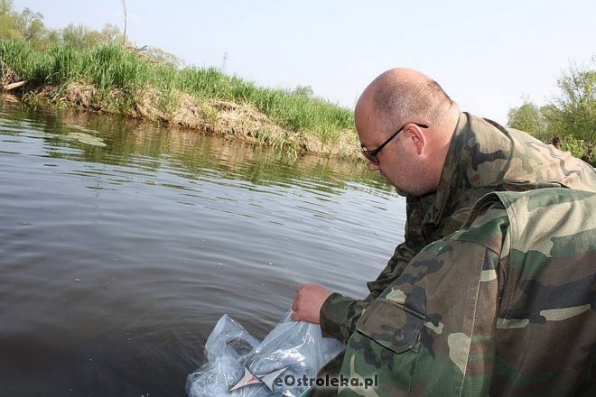 Wiosenne zarybianie szczupakiem: Do wód w regionie trafiło 115 tysięcy narybku [06.05.2015] - zdjęcie #7 - eOstroleka.pl