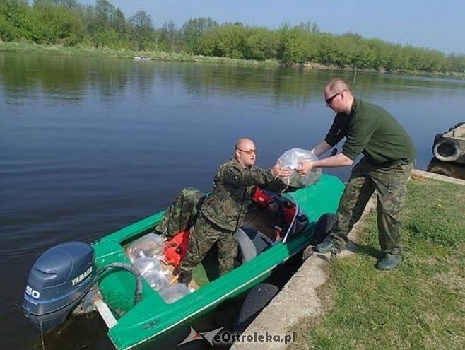 Wiosenne zarybianie szczupakiem: Do wód w regionie trafiło 115 tysięcy narybku [06.05.2015] - zdjęcie #10 - eOstroleka.pl
