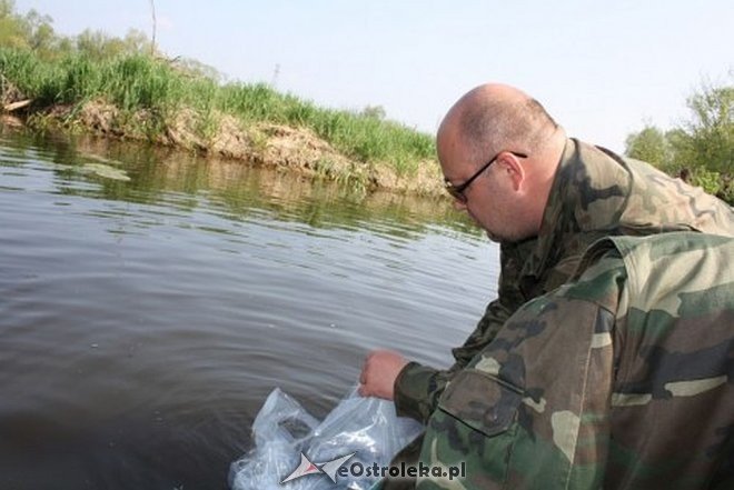 Wiosenne zarybianie szczupakiem: Do wód w regionie trafiło 115 tysięcy narybku [06.05.2015] - zdjęcie #14 - eOstroleka.pl