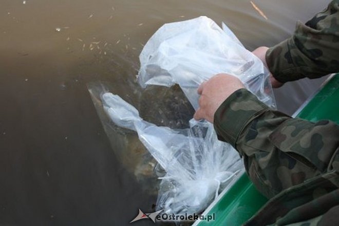 Wiosenne zarybianie szczupakiem: Do wód w regionie trafiło 115 tysięcy narybku [06.05.2015] - zdjęcie #15 - eOstroleka.pl