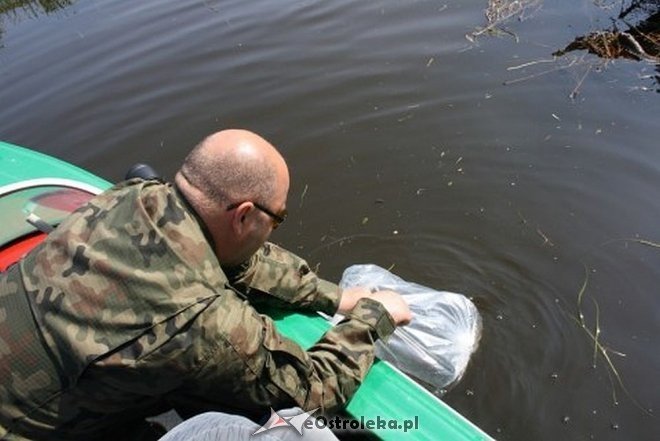 Wiosenne zarybianie szczupakiem: Do wód w regionie trafiło 115 tysięcy narybku [06.05.2015] - zdjęcie #16 - eOstroleka.pl