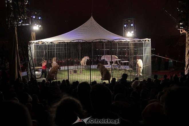 Cyrk Zalewski z najnowszym programem wystąpił w Ostrołęce [15.05.2015] - zdjęcie #8 - eOstroleka.pl