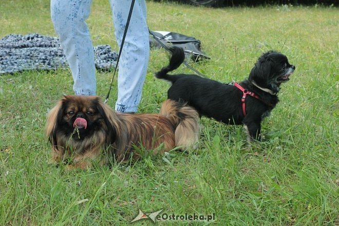 Ostrołęka: Piknik rodzinny „Przybij piątkę z psem” [13.06.2015] - zdjęcie #12 - eOstroleka.pl