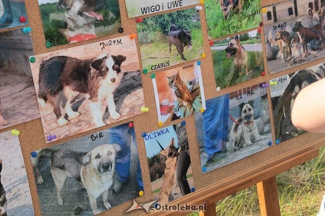 Ostrołęka: Piknik rodzinny „Przybij piątkę z psem” [13.06.2015] - zdjęcie #35 - eOstroleka.pl