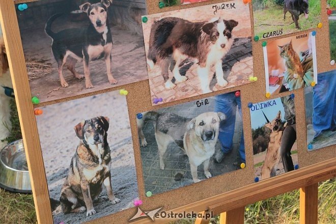 Ostrołęka: Piknik rodzinny „Przybij piątkę z psem” [13.06.2015] - zdjęcie #34 - eOstroleka.pl
