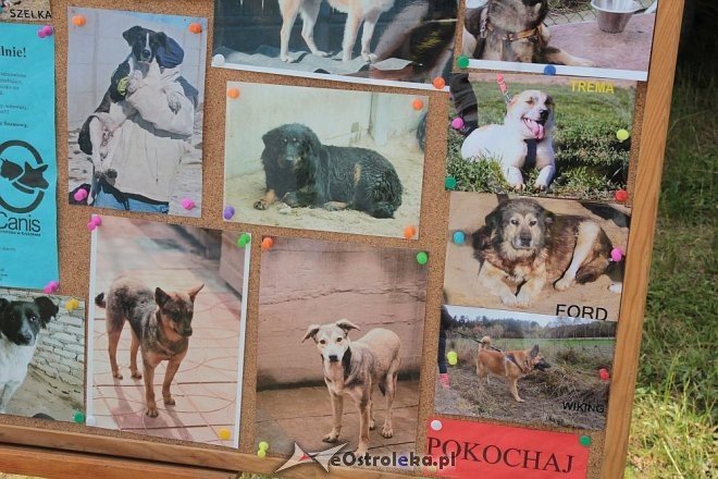Ostrołęka: Piknik rodzinny „Przybij piątkę z psem” [13.06.2015] - zdjęcie #33 - eOstroleka.pl