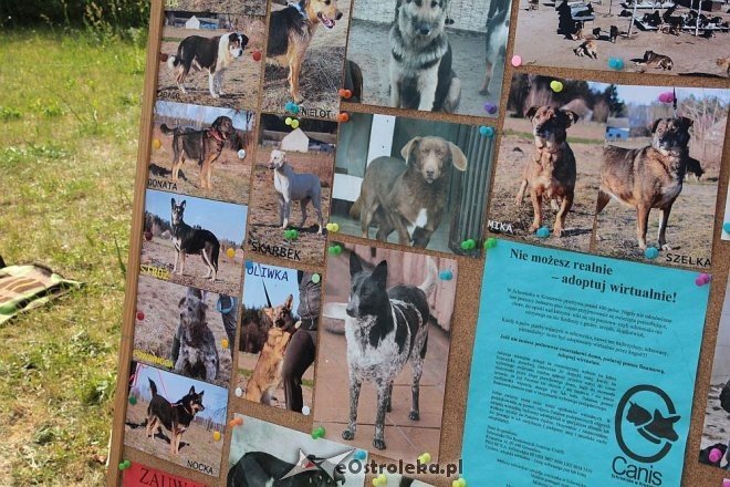 Ostrołęka: Piknik rodzinny „Przybij piątkę z psem” [13.06.2015] - zdjęcie #31 - eOstroleka.pl