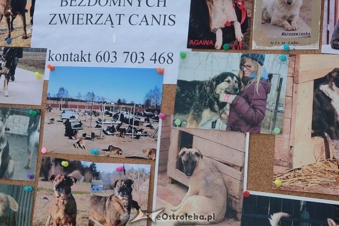 Ostrołęka: Piknik rodzinny „Przybij piątkę z psem” [13.06.2015] - zdjęcie #29 - eOstroleka.pl