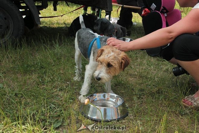 Ostrołęka: Piknik rodzinny „Przybij piątkę z psem” [13.06.2015] - zdjęcie #24 - eOstroleka.pl