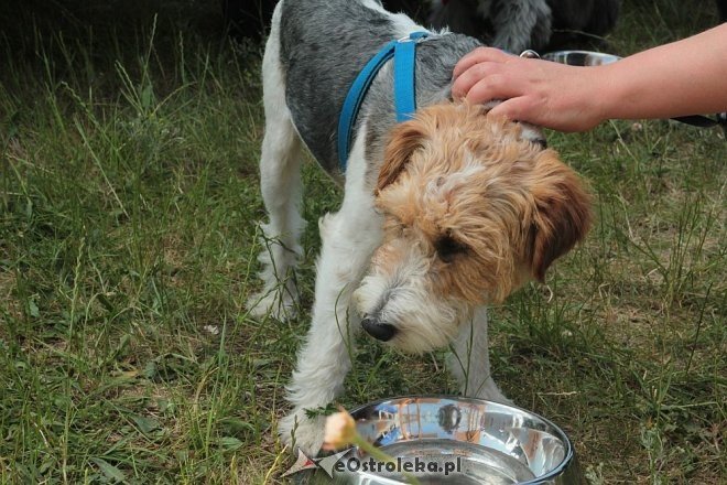 Ostrołęka: Piknik rodzinny „Przybij piątkę z psem” [13.06.2015] - zdjęcie #23 - eOstroleka.pl