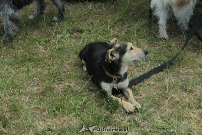 Ostrołęka: Piknik rodzinny „Przybij piątkę z psem” [13.06.2015] - zdjęcie #22 - eOstroleka.pl