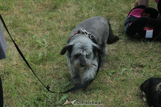 Ostrołęka: Piknik rodzinny „Przybij piątkę z psem” [13.06.2015] - zdjęcie #21 - eOstroleka.pl
