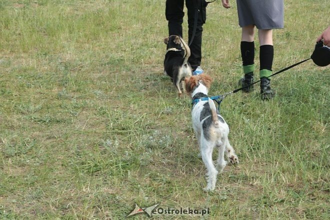 Ostrołęka: Piknik rodzinny „Przybij piątkę z psem” [13.06.2015] - zdjęcie #17 - eOstroleka.pl