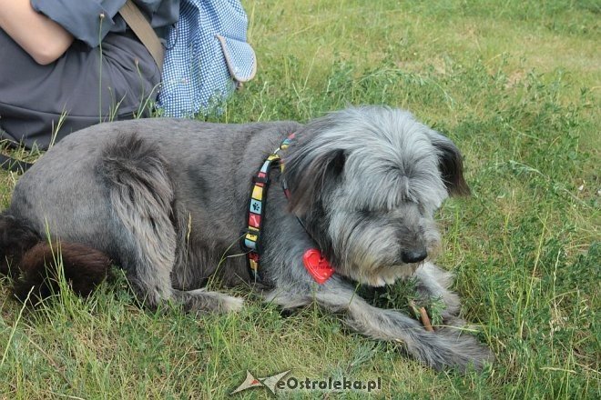 Ostrołęka: Piknik rodzinny „Przybij piątkę z psem” [13.06.2015] - zdjęcie #9 - eOstroleka.pl