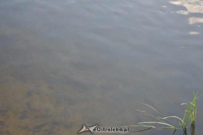 Niski stan wody w rzece Narew [10.07.2015] - zdjęcie #1 - eOstroleka.pl