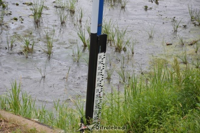 Niski stan wody w rzece Narew [10.07.2015] - zdjęcie #6 - eOstroleka.pl