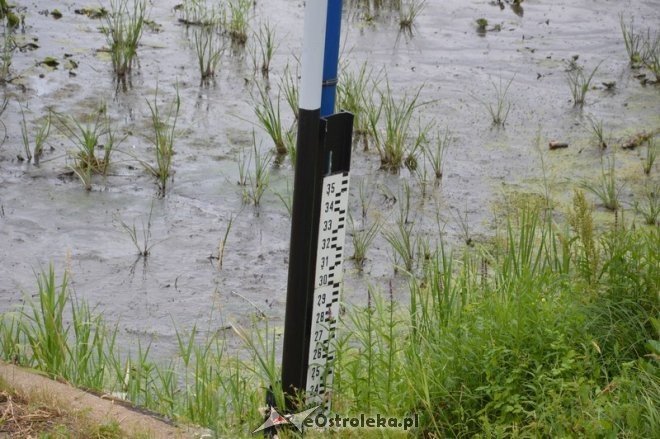 Niski stan wody w rzece Narew [10.07.2015] - zdjęcie #2 - eOstroleka.pl