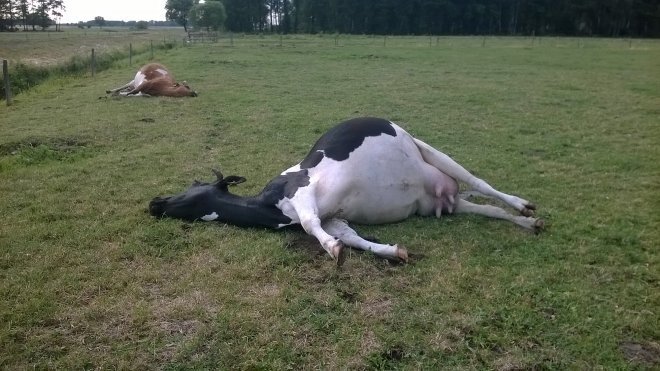 Otrute bydło w Troszynie [10.06.2015] - zdjęcie #6 - eOstroleka.pl