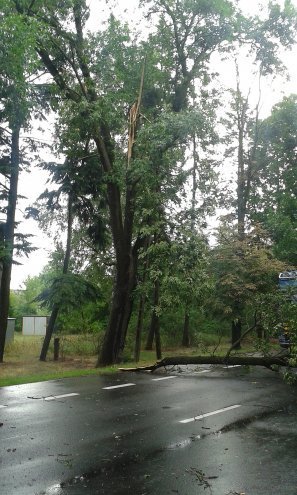 Powalone drzewa w Wojciechowicach [18.07.2015] - zdjęcie #14 - eOstroleka.pl