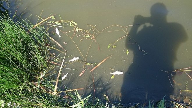 Przyducha na zalewie w Wykrocie. W zbiorniku pływają śnięte ryby [10.08.2015] - zdjęcie #4 - eOstroleka.pl