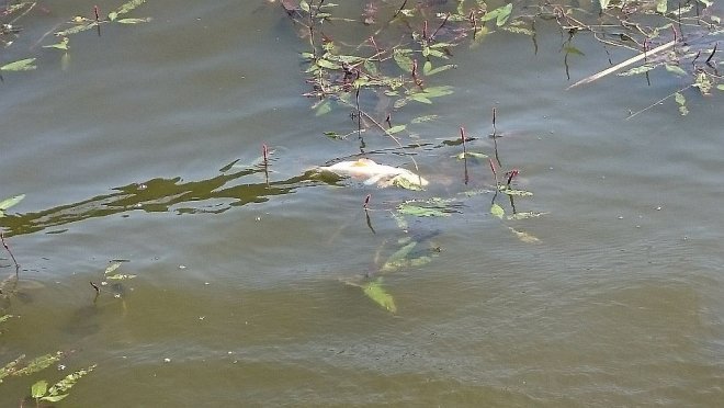 Przyducha na zalewie w Wykrocie. W zbiorniku pływają śnięte ryby [10.08.2015] - zdjęcie #10 - eOstroleka.pl