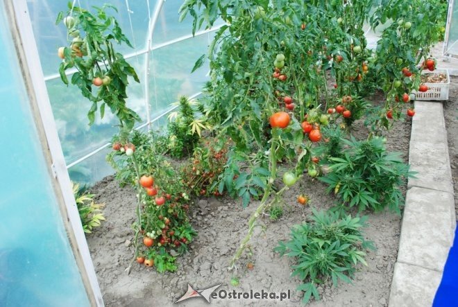 51-latek uprawiał w szklarni pomidory i... marihuanę [27.08.2015] - zdjęcie #5 - eOstroleka.pl