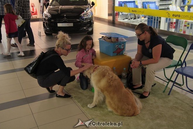 Z Bursztynową do szkoły, czyli targi zajęć pozalekcyjnych [06.09.2015] - zdjęcie #1 - eOstroleka.pl