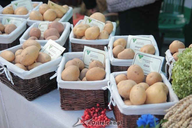 IX edycja Kurpiowskich Targów Rolniczych za nami [27.09.2015] - zdjęcie #98 - eOstroleka.pl