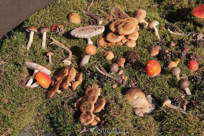 IX edycja Kurpiowskich Targów Rolniczych za nami [27.09.2015] - zdjęcie #31 - eOstroleka.pl