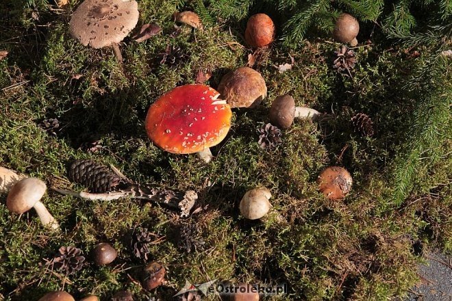 IX edycja Kurpiowskich Targów Rolniczych za nami [27.09.2015] - zdjęcie #30 - eOstroleka.pl