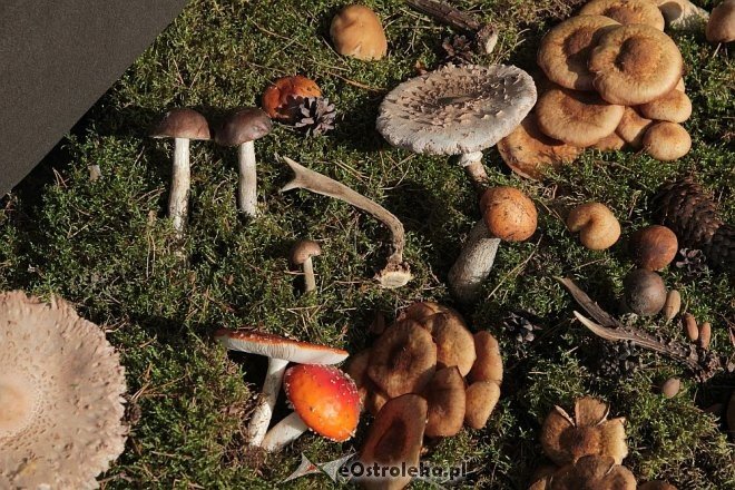 IX edycja Kurpiowskich Targów Rolniczych za nami [27.09.2015] - zdjęcie #28 - eOstroleka.pl