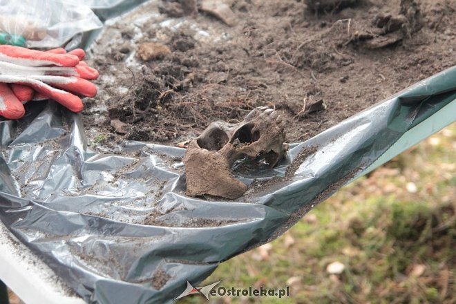 Prace ekshumacyjne prowadzone w gminie Lelis [07.10.2015] - zdjęcie #29 - eOstroleka.pl
