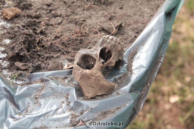 Prace ekshumacyjne prowadzone w gminie Lelis [07.10.2015] - zdjęcie #37 - eOstroleka.pl