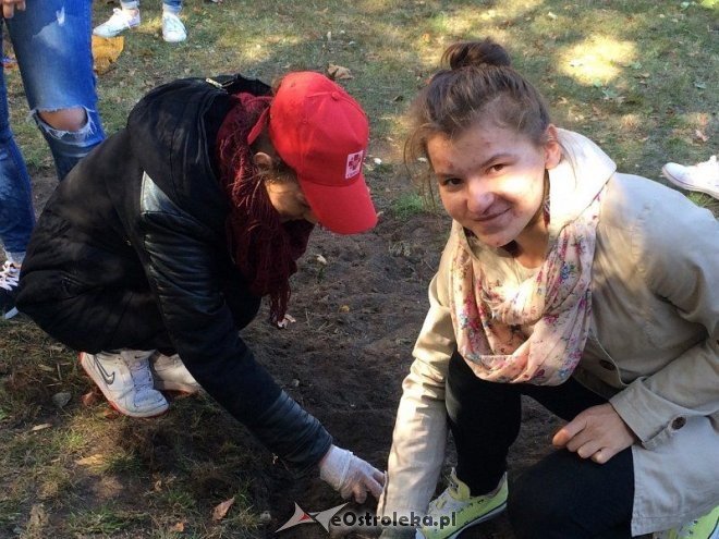 Uczniowie I LO sadzili żonkile w ramach akcji „Pola Nadziei [18.10.2015] - zdjęcie #3 - eOstroleka.pl