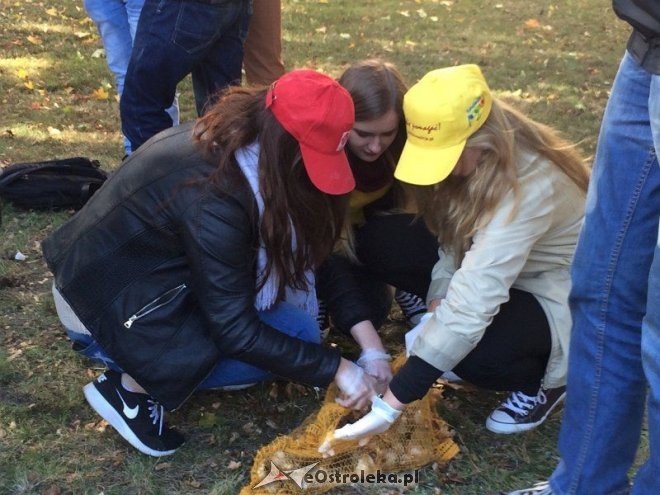 Uczniowie I LO sadzili żonkile w ramach akcji „Pola Nadziei [18.10.2015] - zdjęcie #4 - eOstroleka.pl