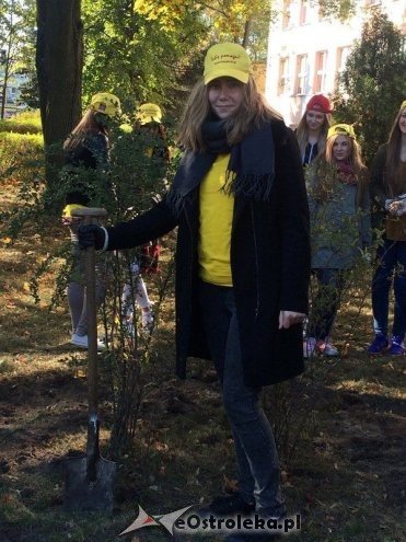 Uczniowie I LO sadzili żonkile w ramach akcji „Pola Nadziei [18.10.2015] - zdjęcie #6 - eOstroleka.pl
