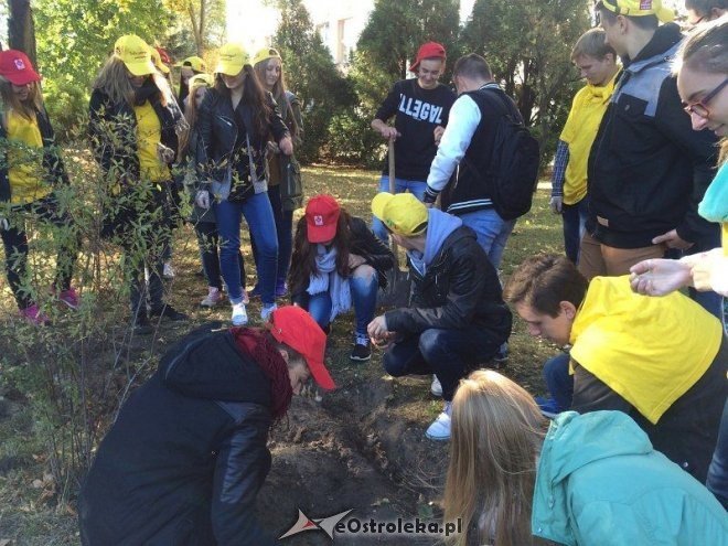 Uczniowie I LO sadzili żonkile w ramach akcji „Pola Nadziei [18.10.2015] - zdjęcie #8 - eOstroleka.pl
