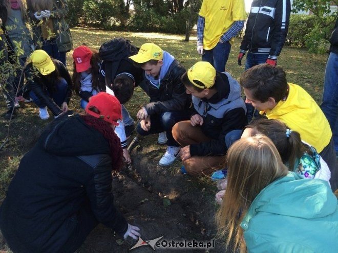 Uczniowie I LO sadzili żonkile w ramach akcji „Pola Nadziei [18.10.2015] - zdjęcie #9 - eOstroleka.pl