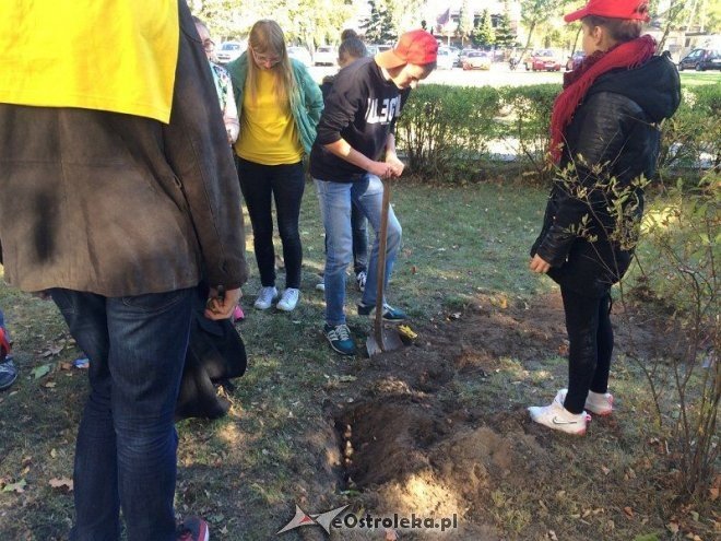 Uczniowie I LO sadzili żonkile w ramach akcji „Pola Nadziei [18.10.2015] - zdjęcie #10 - eOstroleka.pl