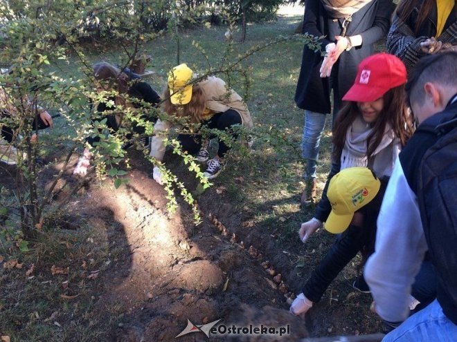 Uczniowie I LO sadzili żonkile w ramach akcji „Pola Nadziei [18.10.2015] - zdjęcie #11 - eOstroleka.pl