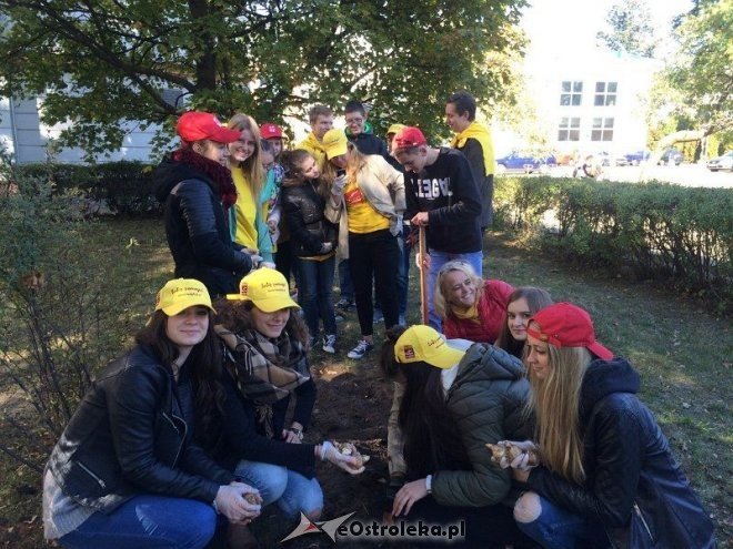 Uczniowie I LO sadzili żonkile w ramach akcji „Pola Nadziei [18.10.2015] - zdjęcie #12 - eOstroleka.pl