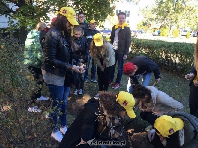 Uczniowie I LO sadzili żonkile w ramach akcji „Pola Nadziei [18.10.2015] - zdjęcie #13 - eOstroleka.pl