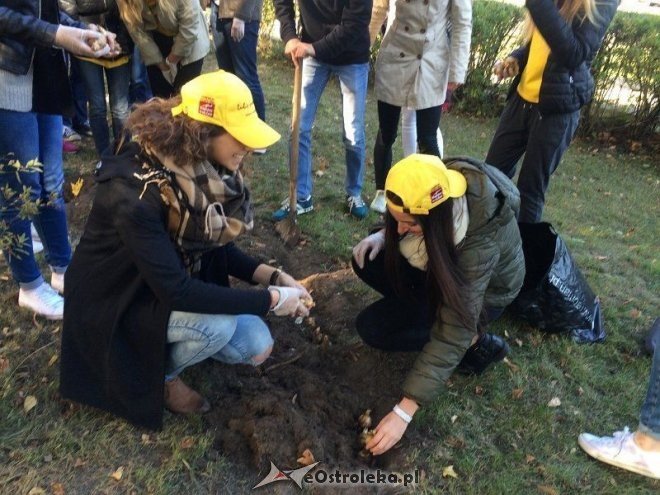 Uczniowie I LO sadzili żonkile w ramach akcji „Pola Nadziei [18.10.2015] - zdjęcie #14 - eOstroleka.pl