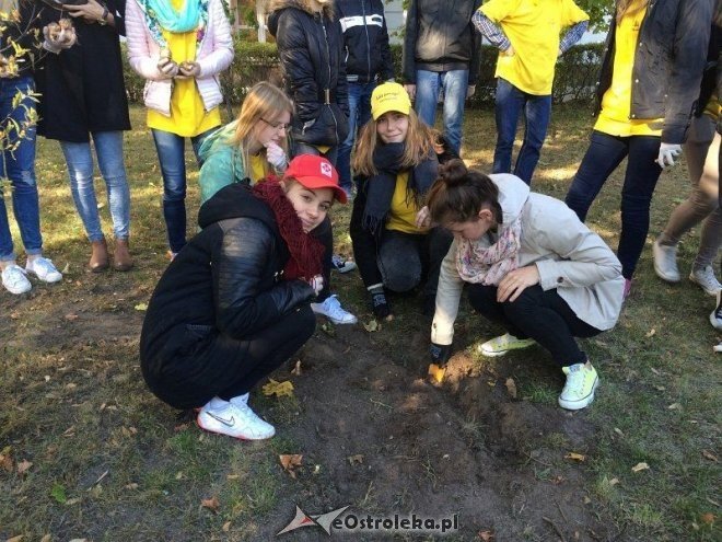 Uczniowie I LO sadzili żonkile w ramach akcji „Pola Nadziei [18.10.2015] - zdjęcie #16 - eOstroleka.pl