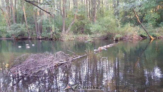 Uczniowie ostrołęckiej „dziesiątki” na Zjeździe Szkół im. św. Jana Pawła II [23.10.2015] - zdjęcie #3 - eOstroleka.pl