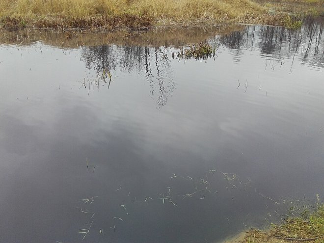 Zanieczyszczona woda w Narwi [13.11.2015] - zdjęcie #4 - eOstroleka.pl