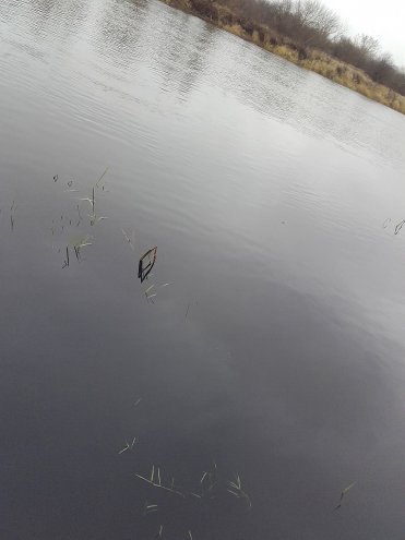 Zanieczyszczona woda w Narwi [13.11.2015] - zdjęcie #6 - eOstroleka.pl